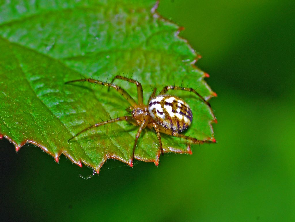 Ragno dallo strano disegno sull''addome: Mangora acalypha -